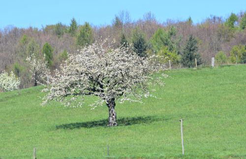 Ferienbauernhof Brandt - Foto 10