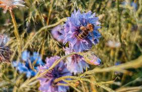 Kraina Poraj - Foto 30