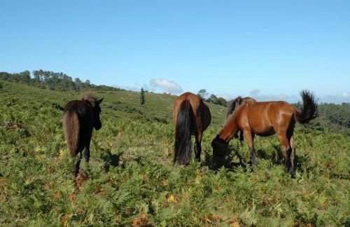 Casa de Campo Monte Abades - Foto 50