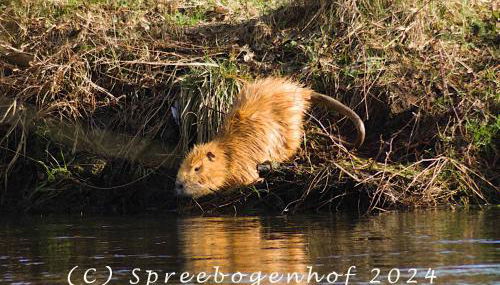 Spreebogenhof - Foto 5