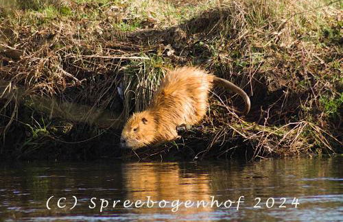 Spreebogenhof - Foto 5