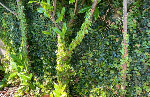 Casa De Santo Andre - Foto 69