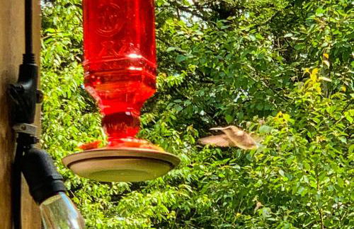 Secluded Sanctuary - Foto 56