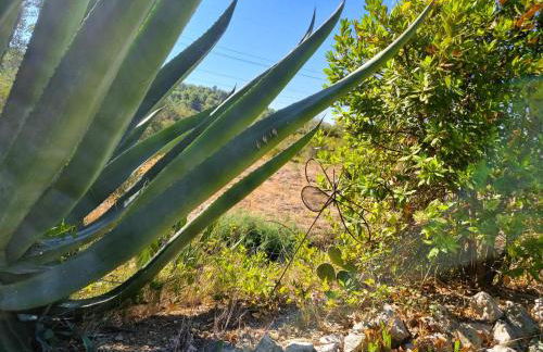 Serre Oupia - Foto 29