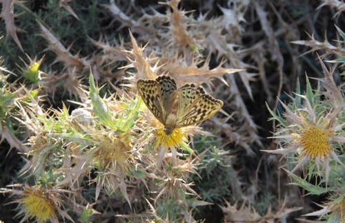 Casa Pineta - Foto 18