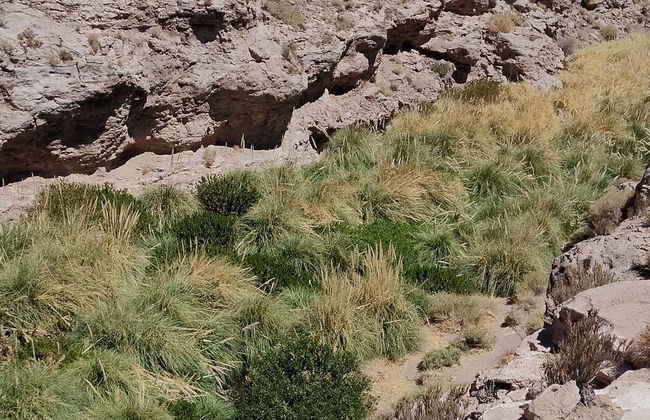 Puritama River Gorge Hiking Tour - Photo 3