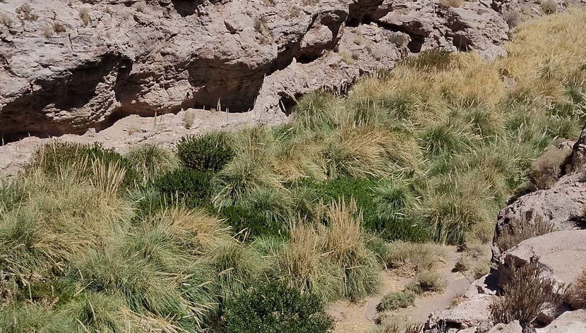 Vegetación en la quebrada del río Puritama