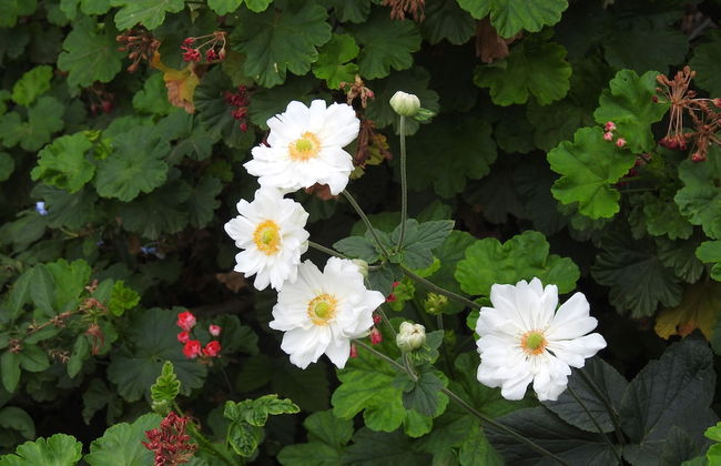 Barkly Suites Apartments - Foto 27