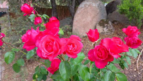 El encinar de Gabino - Foto 2, Garden