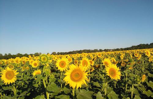 Maison DELMAS, l'Oustal du Recantu - Foto 45