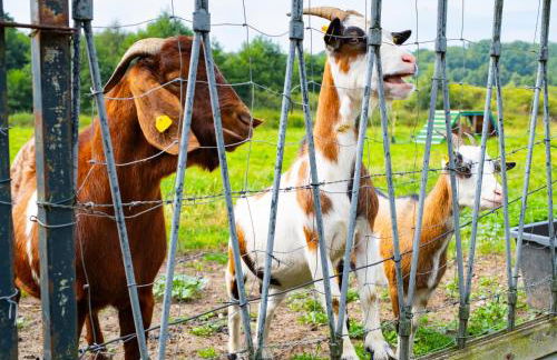 Maisonette FeWo im Haus Liane - Ferienhof by Baltic Home - Foto 26