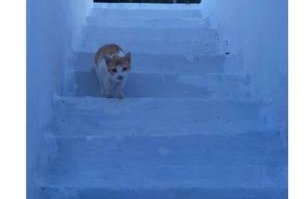 KATERINAS HOUSE - Foto 12