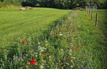 Shepherds haven hut Near Padstow - Foto 12