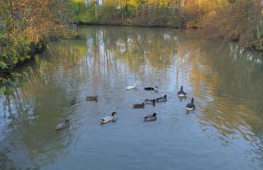 Partout l'étang Montier en der - Foto 17