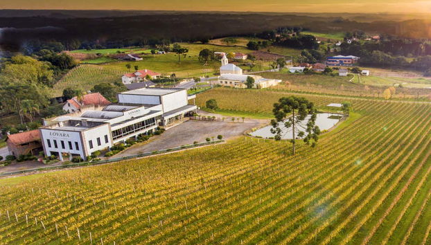 Contemplez de vastes vignobles