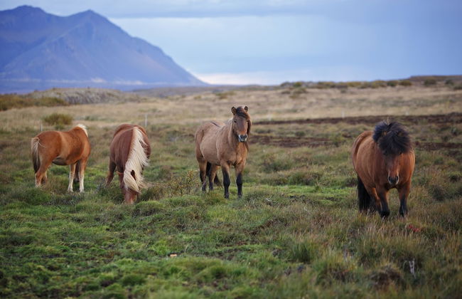 Hestaland Riverside Cottage - Foto 30