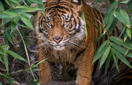 Near All Things SD - Canyonview - Jacuzzi - EV Charge - Foto 75