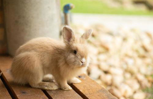 Fazzenda Park Resort - Foto 79