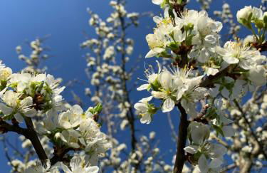 Ferienwohnungen Willrich - Foto 13