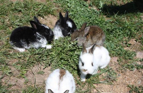 Ferienbauernhof Masunerhof - Foto 25