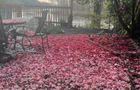 Blue Heron Sanctuary & Serene, river-front cottage - Foto 34