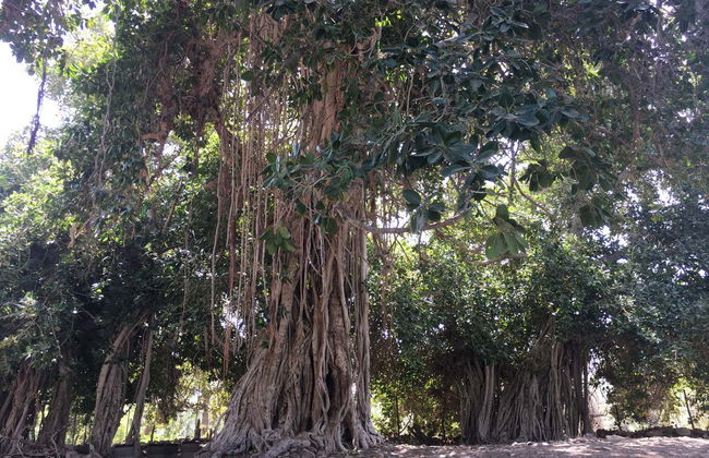 Tour privado en 4x4 por Ras al Khaimah - Foto 7