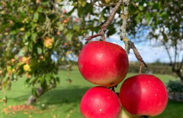 Bluebell Farm - Foto 11