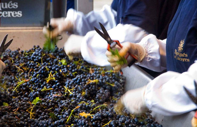 Visita a las bodegas Marqués de Cáceres - Foto 8