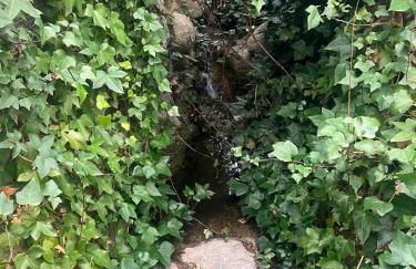 Finca 13 Ramas - Photo 18