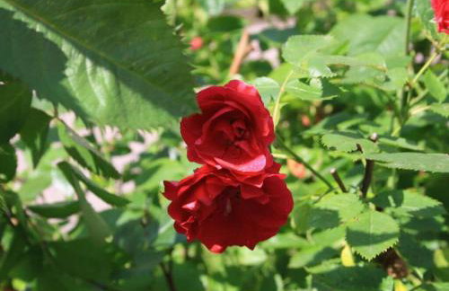 Antonia Comfortable Holiday Residence - Photo 25