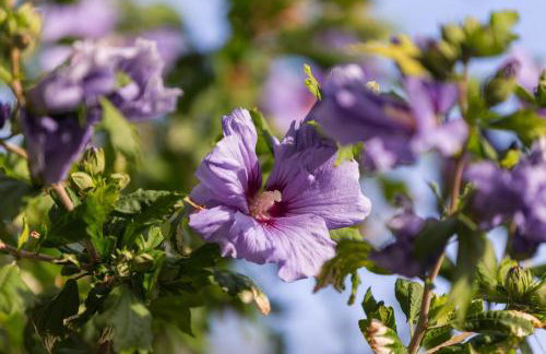 Apartments Kastelani - Photo 14