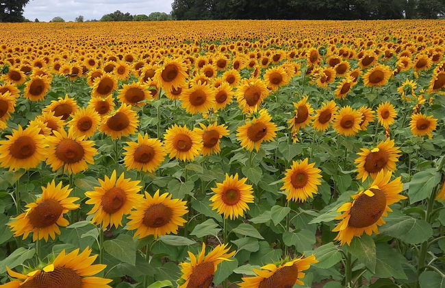 Holiday Home in Haute-vienne Near Nature Park - Foto 41