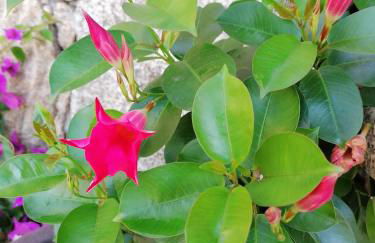 CAMPO DE SOBARBO - Guest House rural - Foto 58