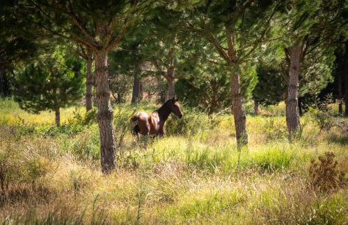 Casas da Horta - Photo 57