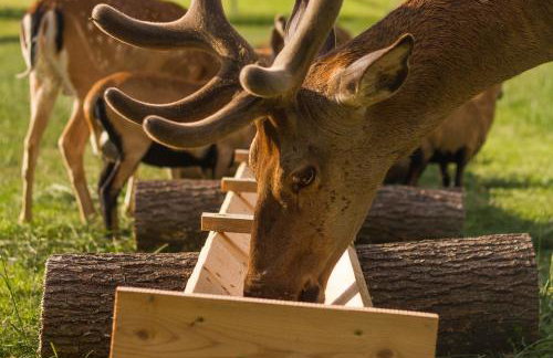 Zagroda Nad Kotelnią - Foto 63