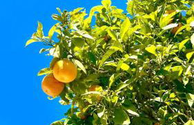 Villa vistas al lago with private pool - Foto 34