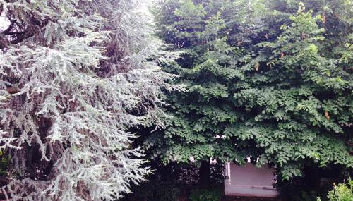 Il Cedro Argentato - Foto 4