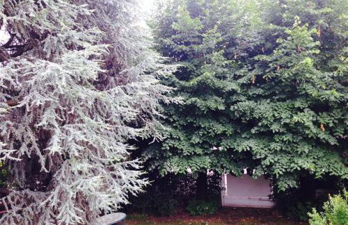 Il Cedro Argentato - Foto 4