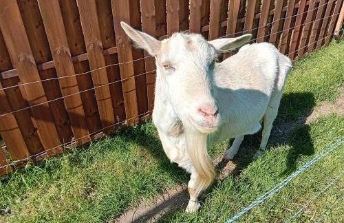 Chatka Święty Spokój - Foto 29