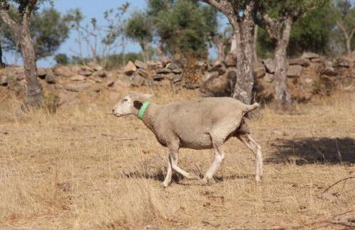 Kochab Alentejo - Foto 14