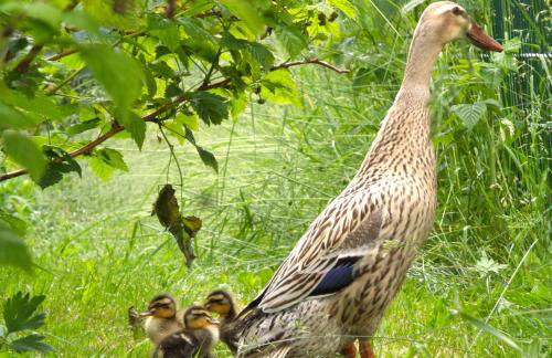 Alte Schmiede - Photo 16