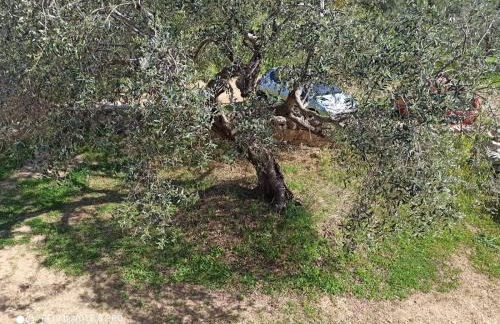 Appartamento immerso nel verde - Foto 23