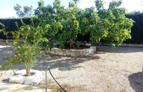 Tenuta Cazzato - Foto 12