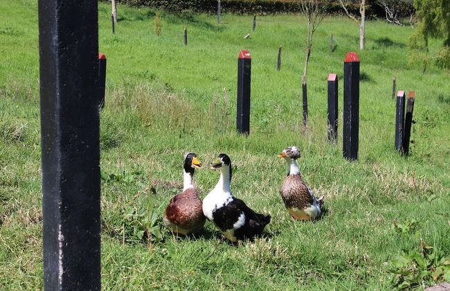 El Hostel Granjero - Foto 43