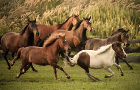 Rancho Colorado - Foto 10