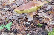 Domki Przy Lesie - Foto 43