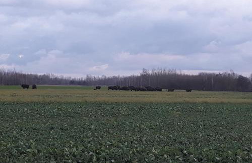 Pucówka na skraju Puszczy Białowieskiej - Foto 26