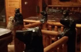 LOG HOME CANINE RETREAT with DOG ART COLLECTION - Foto 15