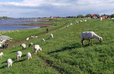 Ferienwohnung Elbe Diek - Foto 12