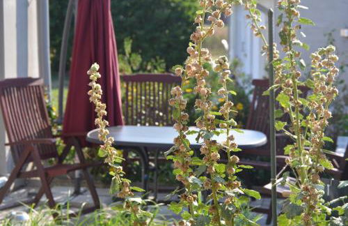 Feriendomizil-Usetom - Foto 22